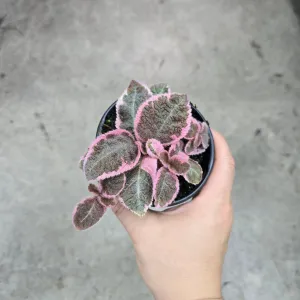 Episcia 'Caterina' - 4"