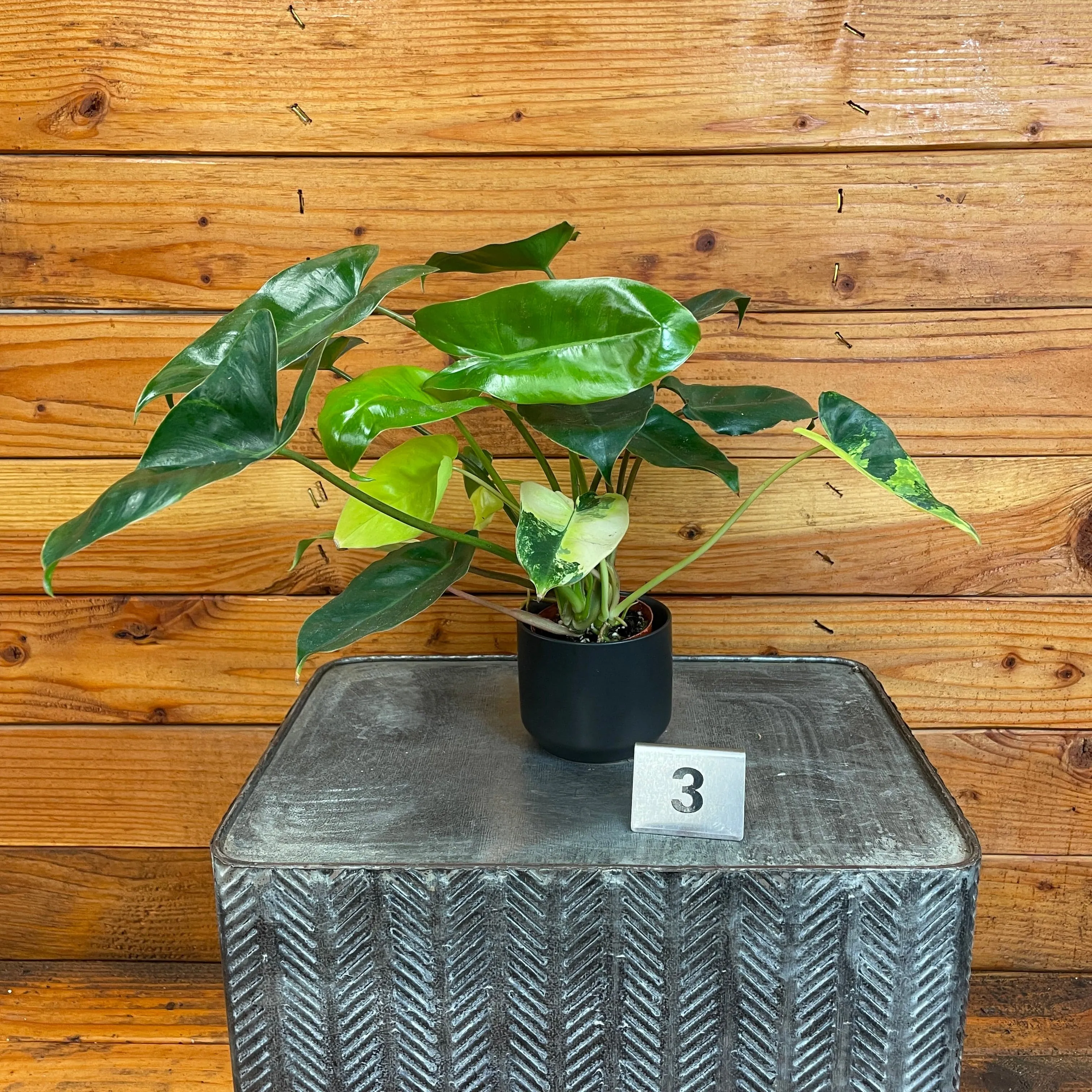 Philodendron Burle Marx Variegated - Pick Your Plant, 2" Plant