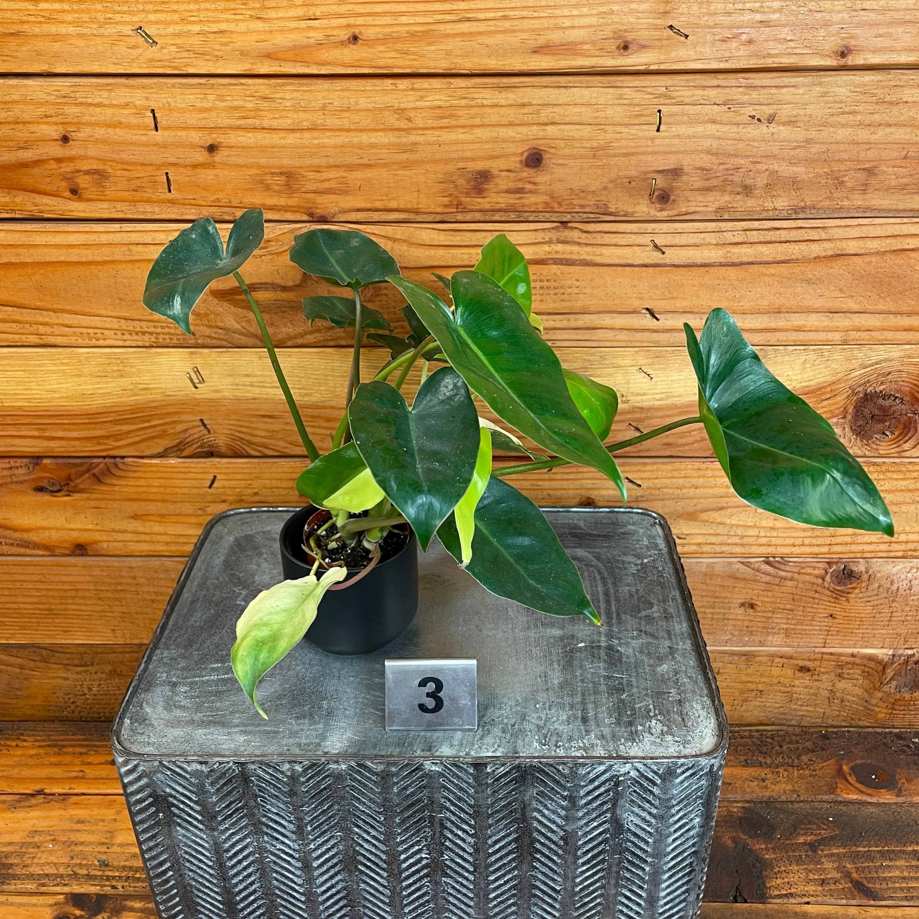 Philodendron Burle Marx Variegated - Pick Your Plant, 2" Plant