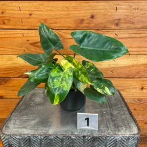 Philodendron Burle Marx Variegated - Pick Your Plant, 2" Plant