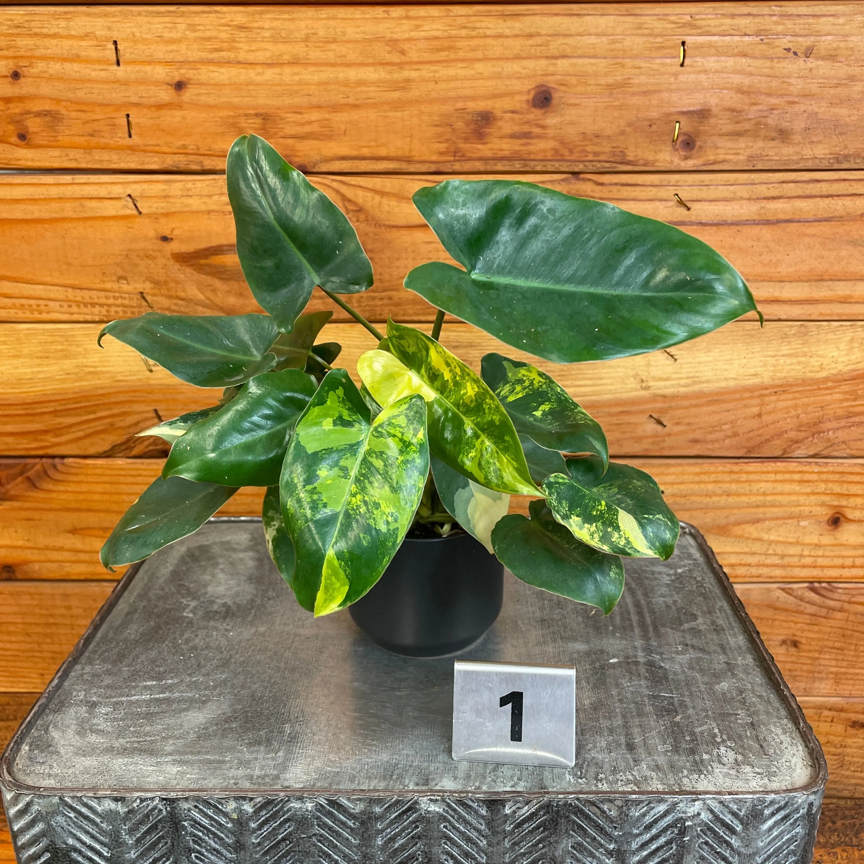 Philodendron Burle Marx Variegated - Pick Your Plant, 2" Plant
