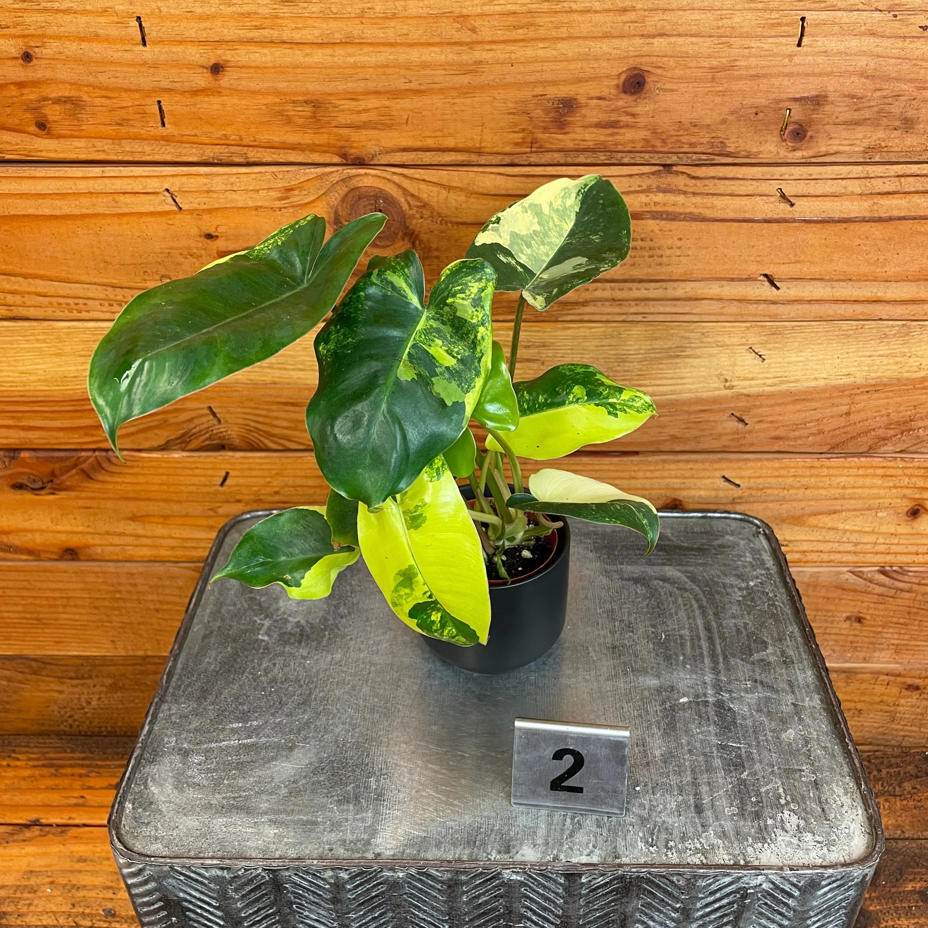 Philodendron Burle Marx Variegated - Pick Your Plant, 2" Plant