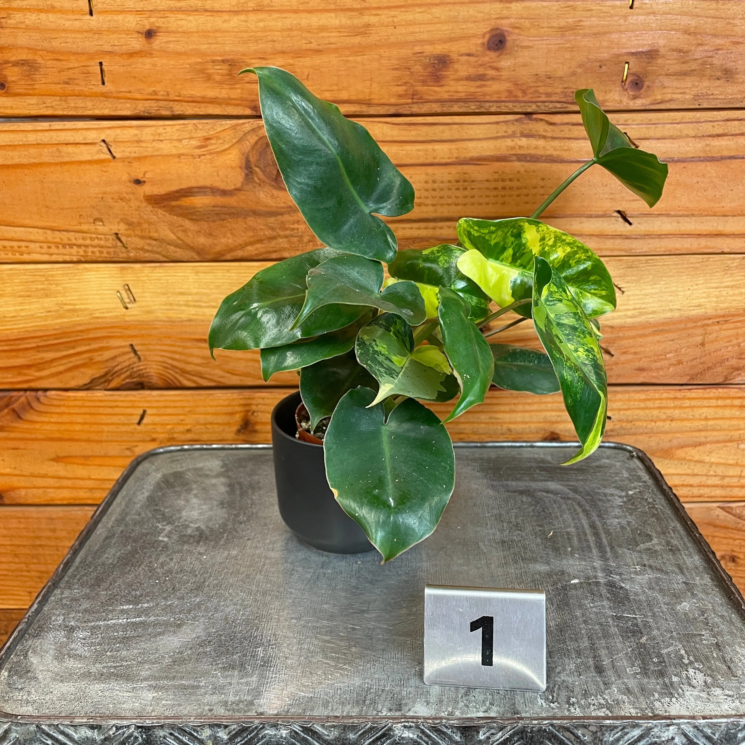Philodendron Burle Marx Variegated - Pick Your Plant, 2" Plant