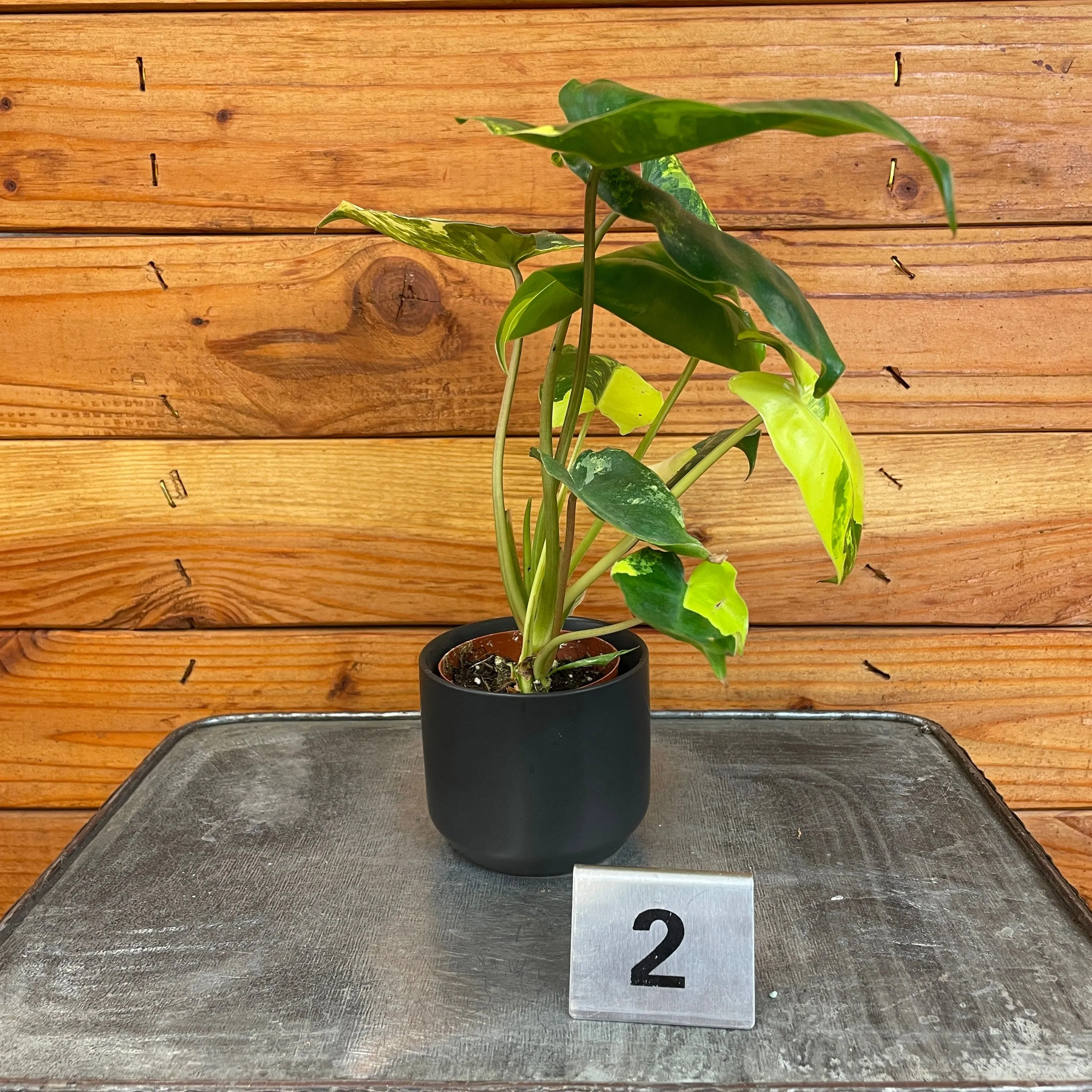 Philodendron Burle Marx Variegated - Pick Your Plant, 2" Plant